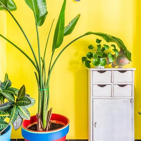 Tropical Guest house 4*